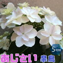 【送料無料】泉鳥 ( いずみどり ) アジサイの苗 庭木 5号鉢 1個売り あじさい苗 あじさいの苗 アジサイ苗 アジサイの苗 紫陽花苗 紫陽花の苗 ガーデニング PVP 送料無料 即納