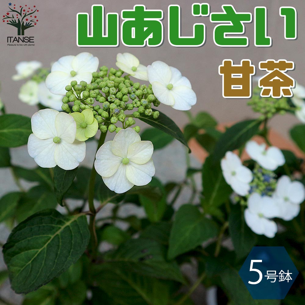 【送料無料】山アジサイ"甘茶" アジサイの苗【庭木 4~5号鉢 ／1個売り】あじさい苗 あじさいの苗 アジサイ苗 アジサイの苗 紫陽花苗 紫陽花の苗 ガーデニングのサムネイル