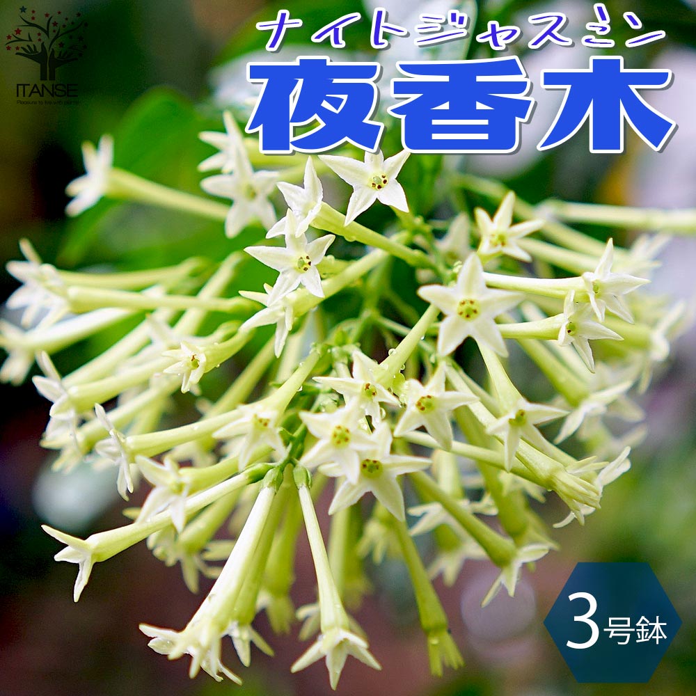 【送料無料】 夜香木(ナイトジャスミン)【庭木 9cmポット苗 ／1個売り】夜香木苗 夜香木の苗 ナイトジャスミンの苗 ナイトジャスミン 夜香木 ヤコウボク イエライシャン 夜来香 ケストルムのサムネイル