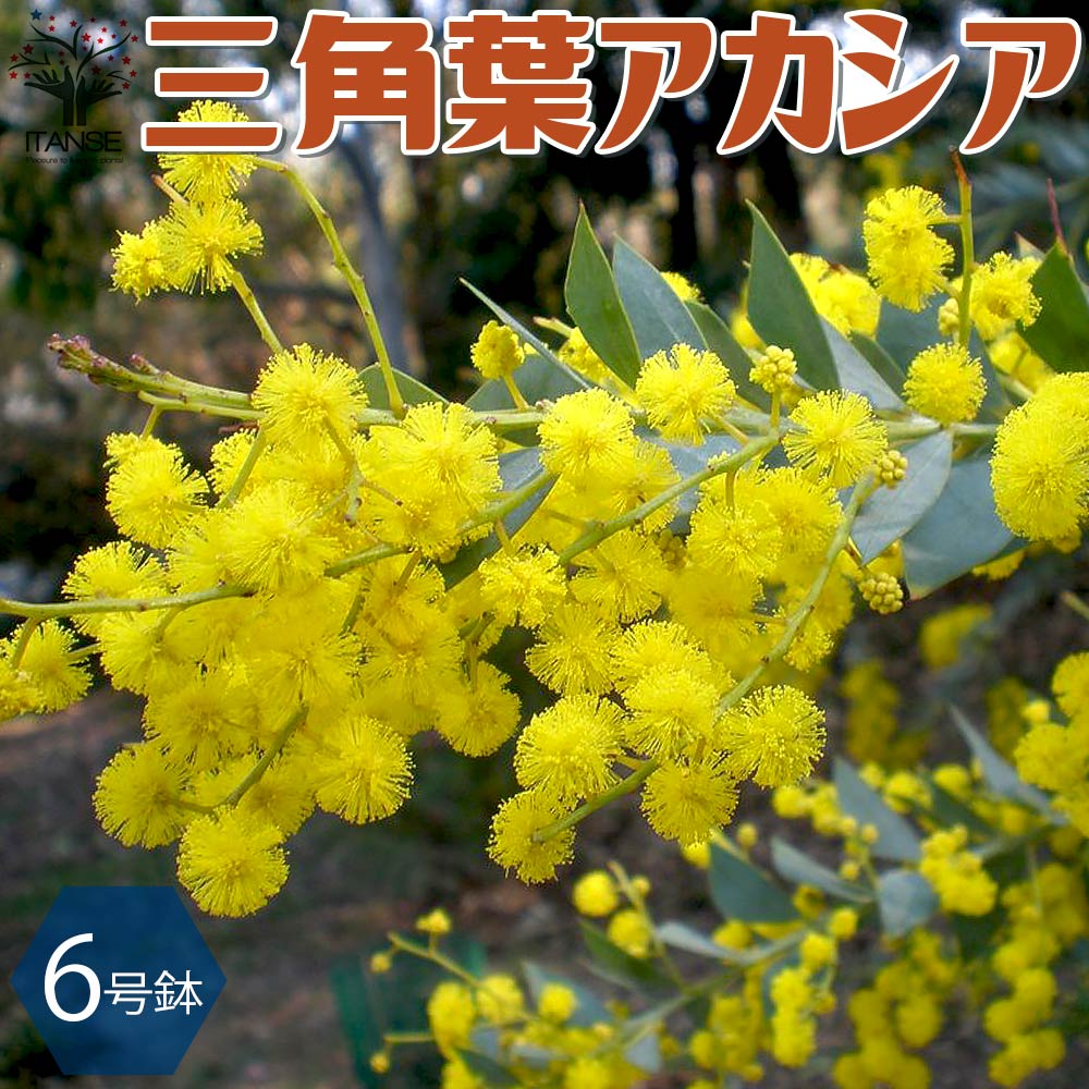 【送料無料】三角葉アカシア【庭木 6号鉢 ／1個売り】アカシア サンカクバアカシア 三角葉 アカシア苗 アカシアの苗 アカシアの苗木 フラワーのサムネイル