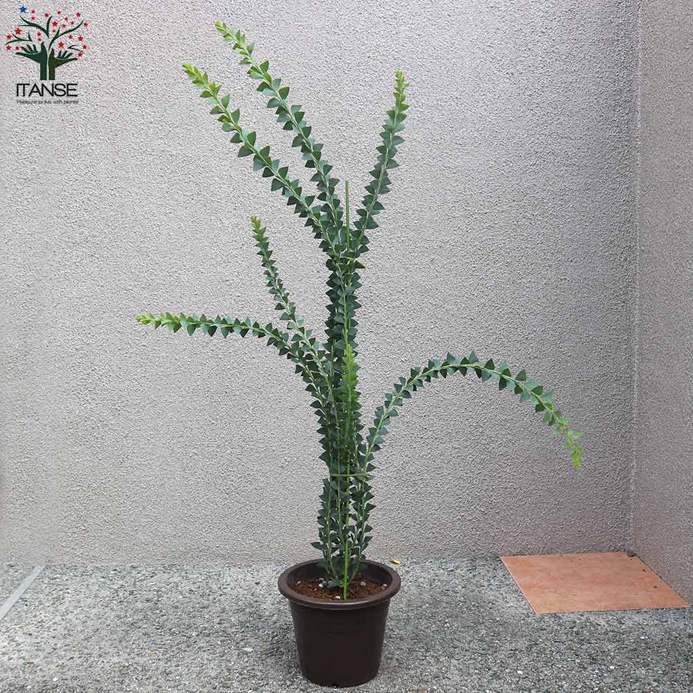 アカシアってどんな木 花の特徴や咲く季節 ミモザとの違いをご紹介 暮らし の