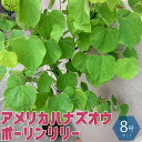 【P2倍★マラソン期間中】ポーリンリリー アメリカハナズオウの苗木【庭木 8号ポット /1個売り】アメリカハナズオウの苗木 花蘇芳 園芸品種 カラーリーフ シン...