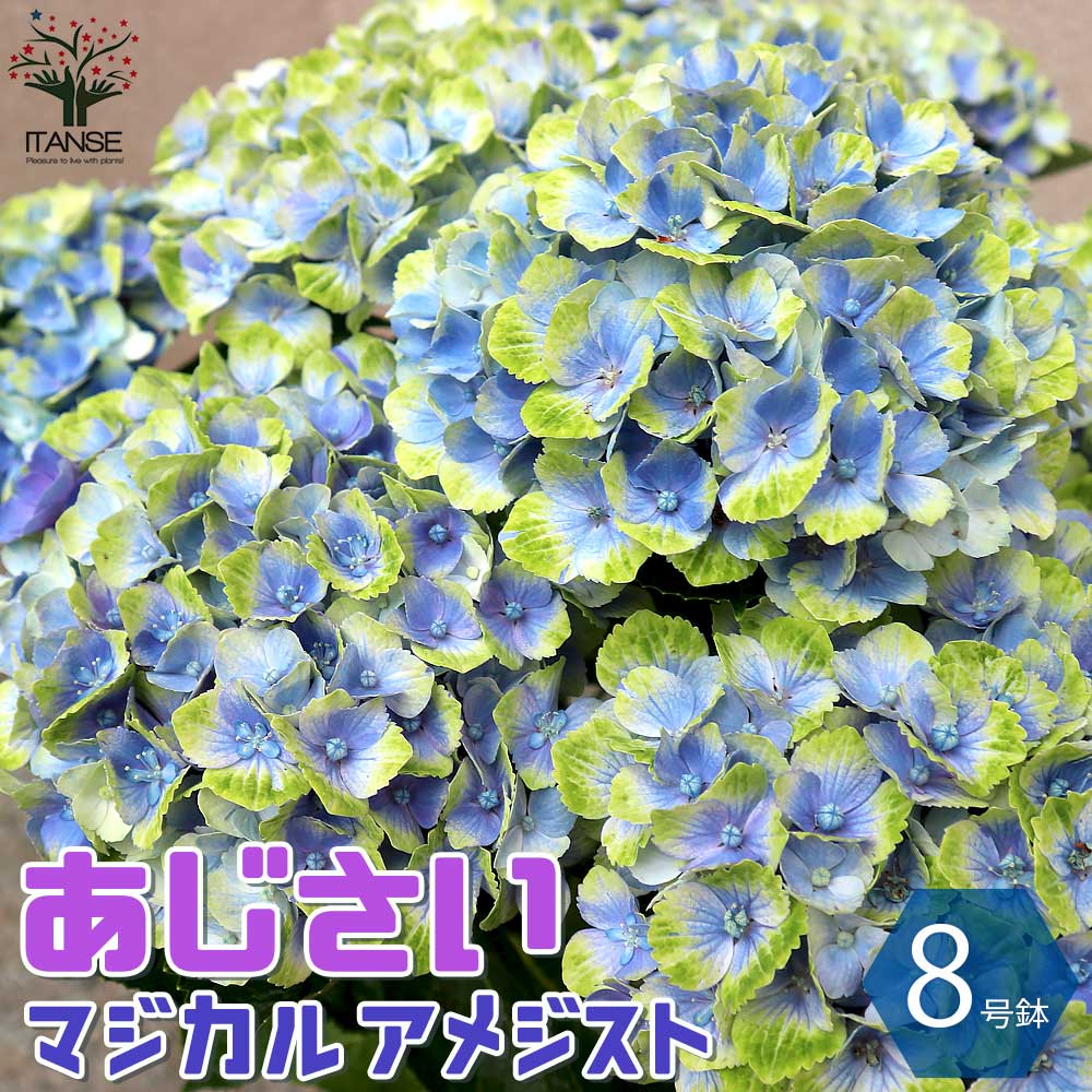 観賞用 紫陽花苗 庭木 花の苗物 正月 マジカルアメジスト あす楽 花木 鉢植え あじさいの苗 おしゃれ 室内 植木 8号鉢大苗 オシャレ 送料無料 庭木 アジサイの苗木 贈答 家庭菜園 庭植え ガーデニング 観賞価値 人気品種 育てやすい 室外 オブジェ 1個売り