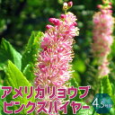 【P2倍★マラソン期間中】花木苗 アメリカリョウブ ピンクスパイヤー【庭木 4.5号ポット /1個売り】アメリカリョウブ ピンクスパイヤー リョウブ苗 リョウブ...