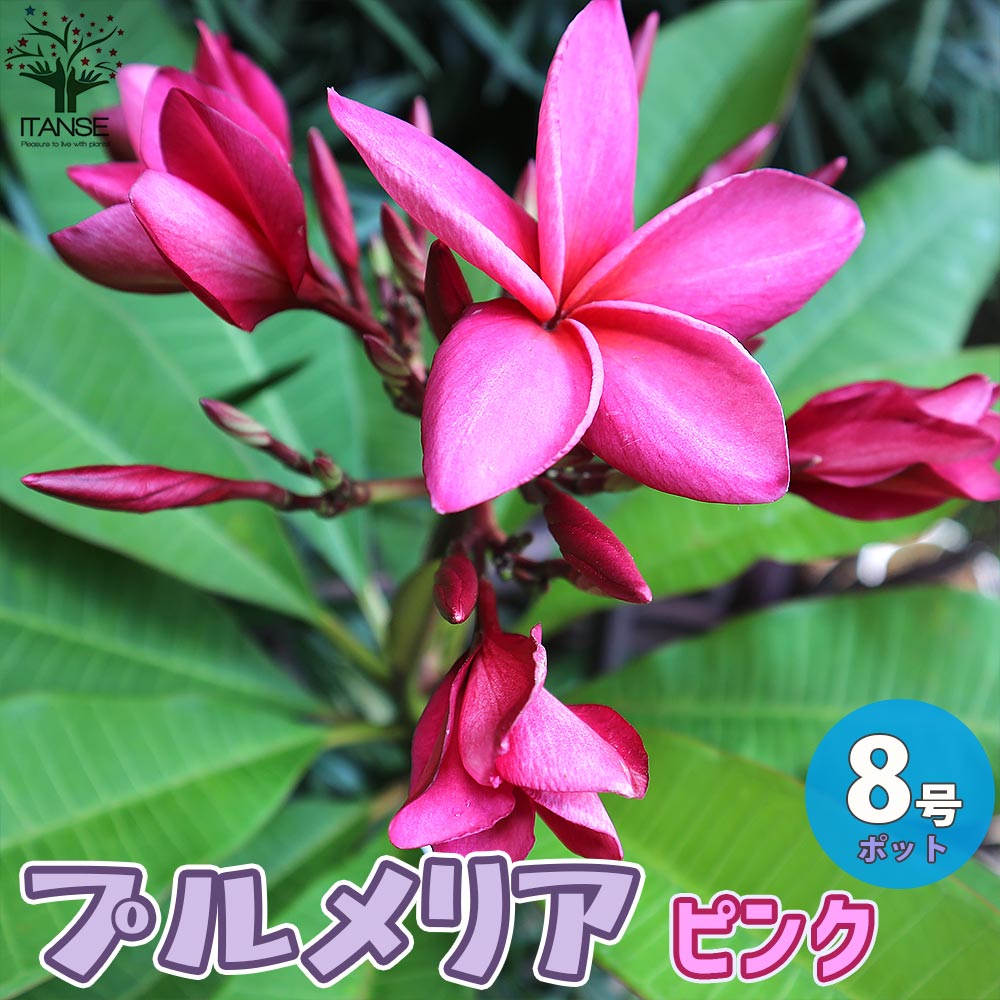 【送料無料】熱帯花木苗 プルメリアの苗【庭木 8号鉢 ／1個売り】プルメリア プルメリアの苗木 インドソケイ キョウチクトウ ハワイアン レイ フラワー 花苗 花の苗シンボルツリー 記念樹のサムネイル