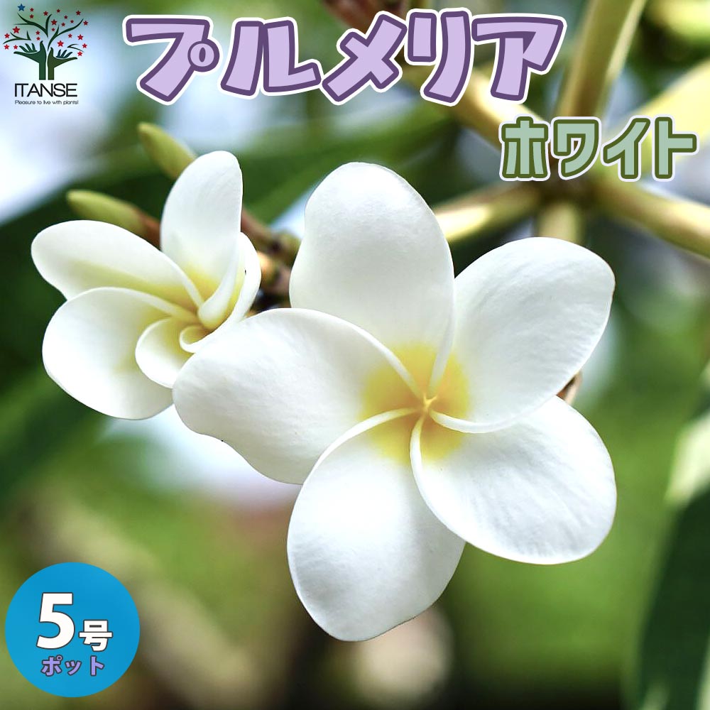【送料無料】熱帯花木苗 プルメリアの苗【庭木 5号鉢 ／1個売り】プルメリア プルメリアの苗木 インドソケイ キョウチクトウ ハワイアン レイ フラワー 花苗 花の苗シンボルツリー 記念樹のサムネイル