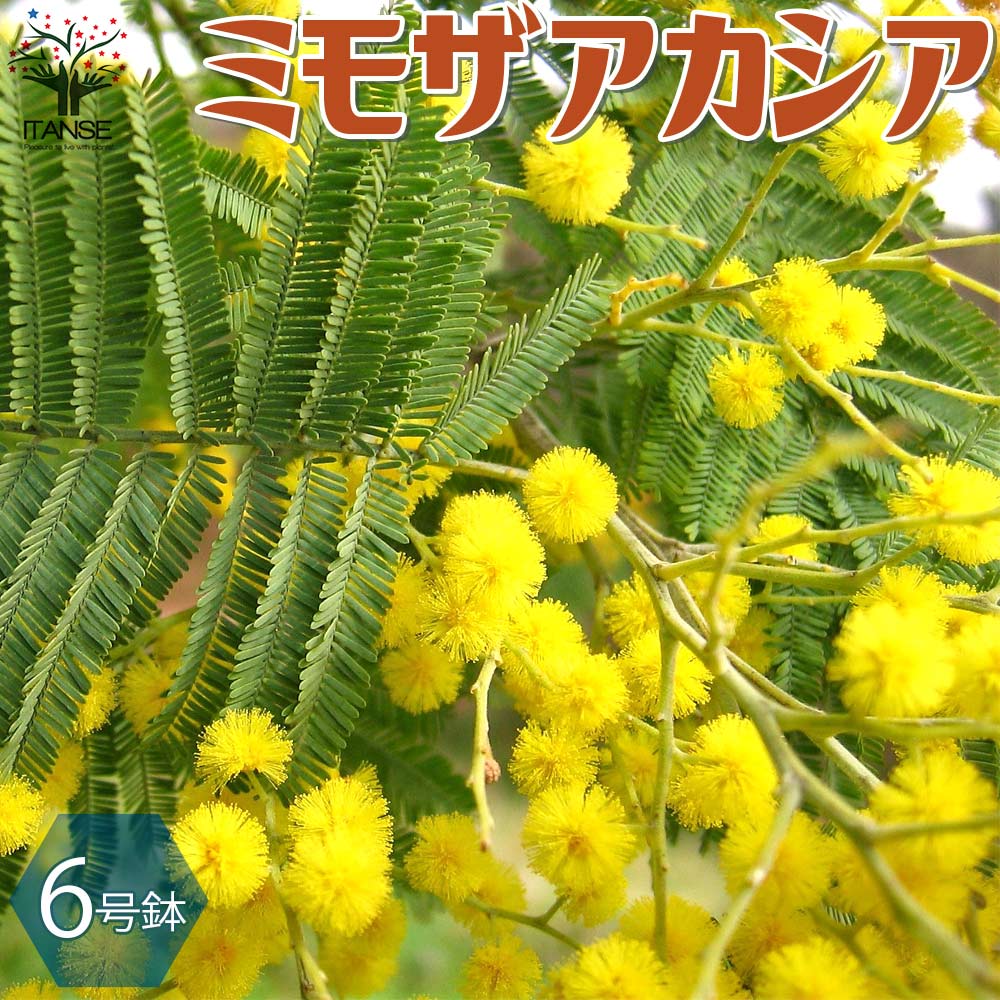 【送料無料】アカシア 花木苗 ミモザの苗【庭木 6号鉢 ／1個売り】ミモザアカシア 銀葉アカシア ハナアカシア ミモザ 花木 花木苗 花苗 花の苗のサムネイル