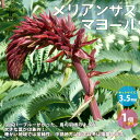 【P2倍★マラソン期間中】メリアンサス・マヨール【庭木 花木苗 3.5号ポット/1個売り】常緑小低木 トロピカルプランツ園芸品種 カラーリーフ ガーデニング シ...