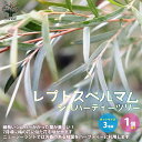 【マラソン期間★ポイント5倍】レプトスペルマム シルバーティーツリー 庭園樹木 ハーブ 3号ポット 1個売り 常緑低木 園芸品種 ガーデニング シンボルツリー 鑑賞 送料無料 即納