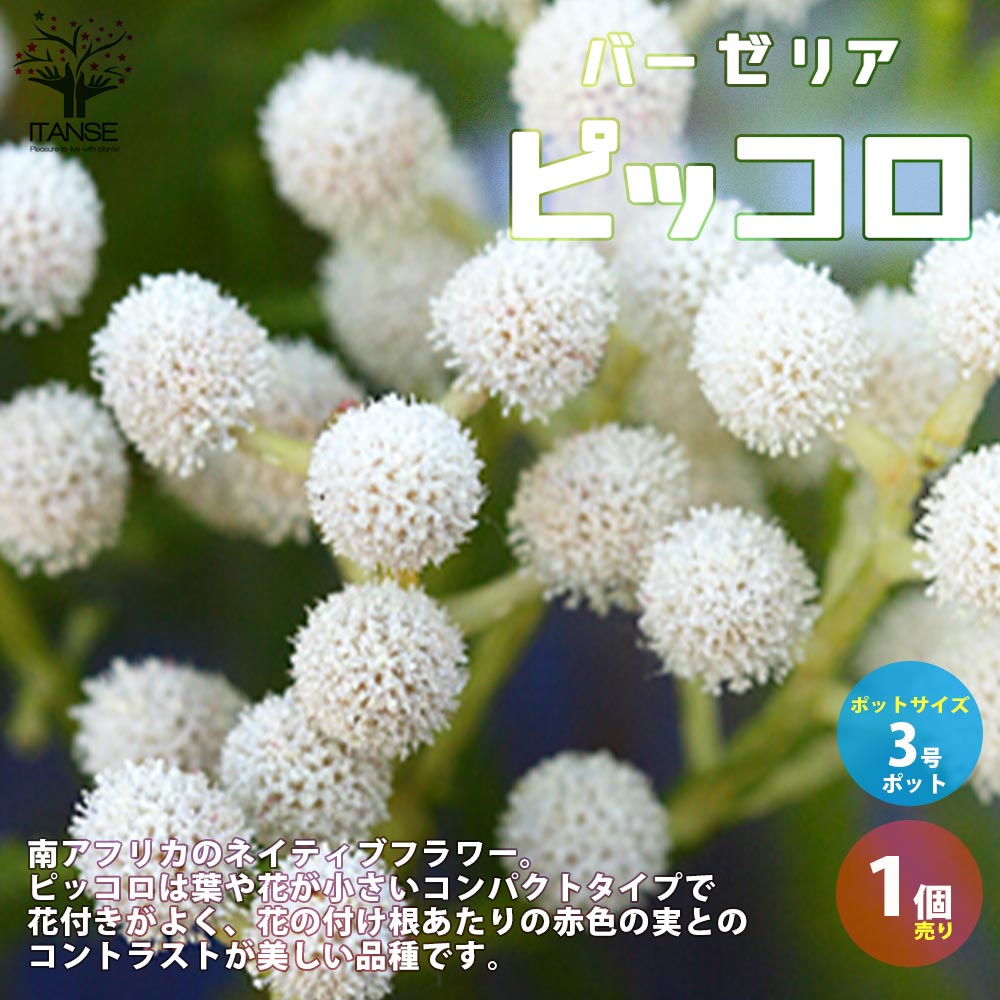 【送料無料】バーゼリア ピッコロ【庭木 花木苗・常緑低木3号ポット苗／1個売り】園芸品種 ガーデニング シンボルツリー 鑑賞のサムネイル
