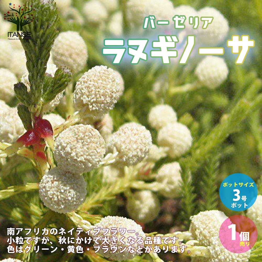 【送料無料】バーゼリア ラヌギノーサ【庭木 花木苗・常緑低木3号ポット苗／1個売り】園芸品種 ガーデニング シンボルツリー 鑑賞のサムネイル