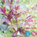 【P2倍★マラソン期間中】ロニセラ・レッドチップ【庭木 花木苗/1個売り】ロニセラ レッドチップ スイカズラ トピアリー 寄植え ロックガーデン フラワーアレン...