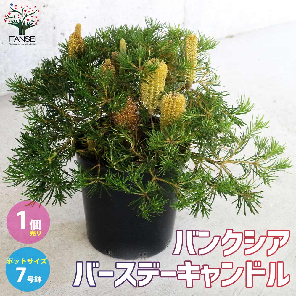 【送料無料】バンクシア スピヌロサ バースデーキャンドル 庭木 花木苗7号鉢大苗 1個売り バンクシア スピヌロサ バースデーキャンドル ドライフラワー カラーリーフ 送料無料 即納のサムネイル