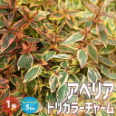 【P2倍★マラソン期間中】アベリア・トリカラーチャーム【庭木 カラーリーフ・低木5号ポット苗/1個売り】 園芸品種 花木 花苗 木 ガーデニング