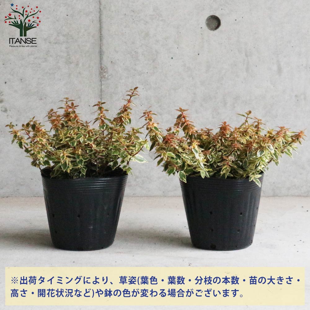 【送料無料】アベリア トリカラーチャーム 庭木 カラーリーフ 低木5号ポット苗 1個売り 園芸品種 花木 花苗 木 ガーデニング 送料無料 即納