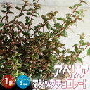 【送料無料】アベリア マジックチョコレート 庭木 カラーリーフ 低木5号ポット苗 1個売り 園芸品種 花木 花苗 木 ガーデニング 送料無料 即納