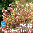 【P2倍★マラソン期間中】アベリア・サンシャインデイドリーム【庭木 カラーリーフ・低木5号ポット苗/1個売り】 園芸品種 花木 花苗 木 ガーデニング