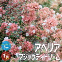 アベリア マジックデイドリーム【庭木 カラーリーフ 低木5号ポット苗／1個売り】 園芸品種 花木 花苗 木 ガーデニング