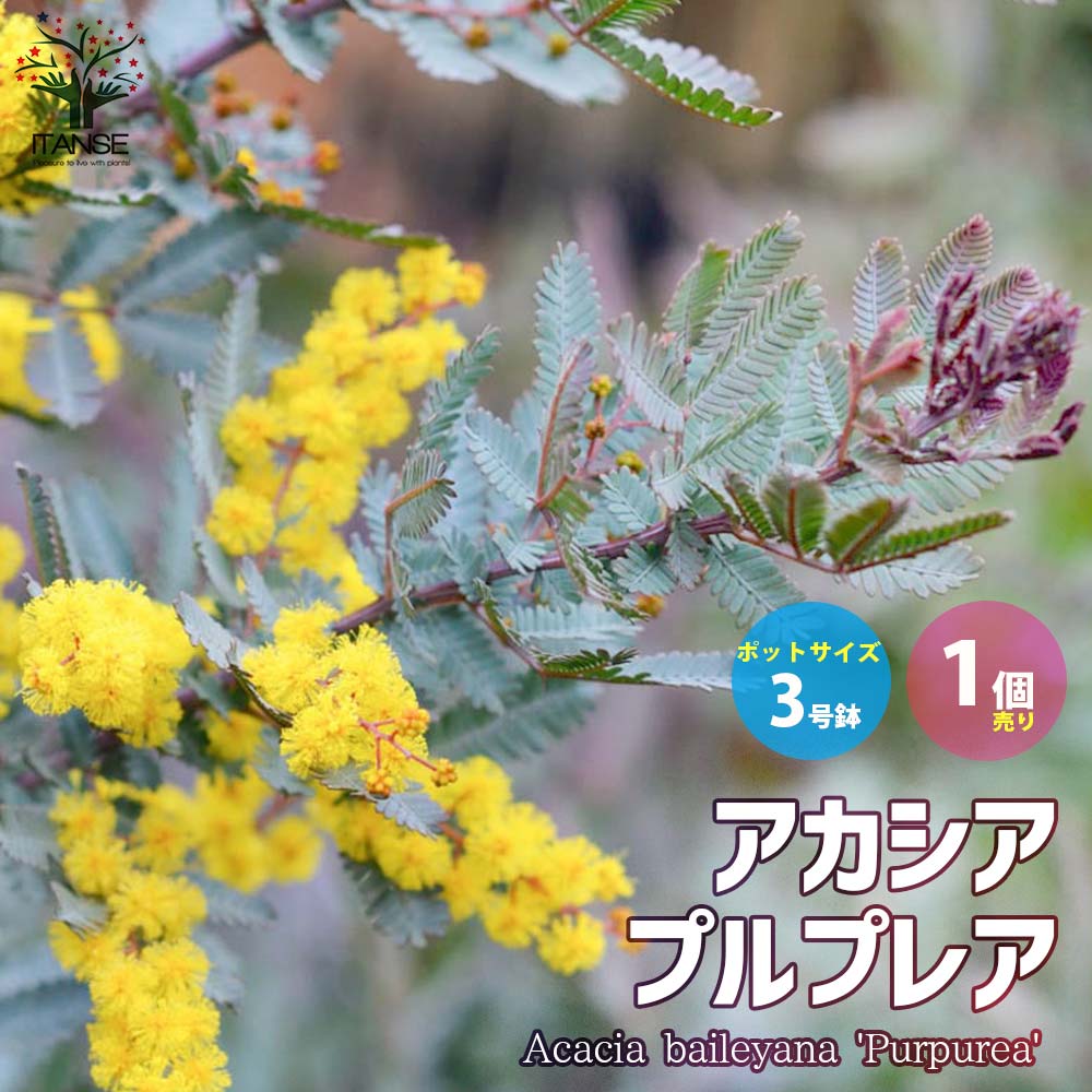 【送料無料】銅葉ミモザアカシア(アカシア プルプレア)【庭木 花木3号ポット苗／1個売り】ミモザアカシア 銅葉アカシア ハナアカシア ミモザ 花木 花木苗 花苗 花の苗 グランドカバーのサムネイル