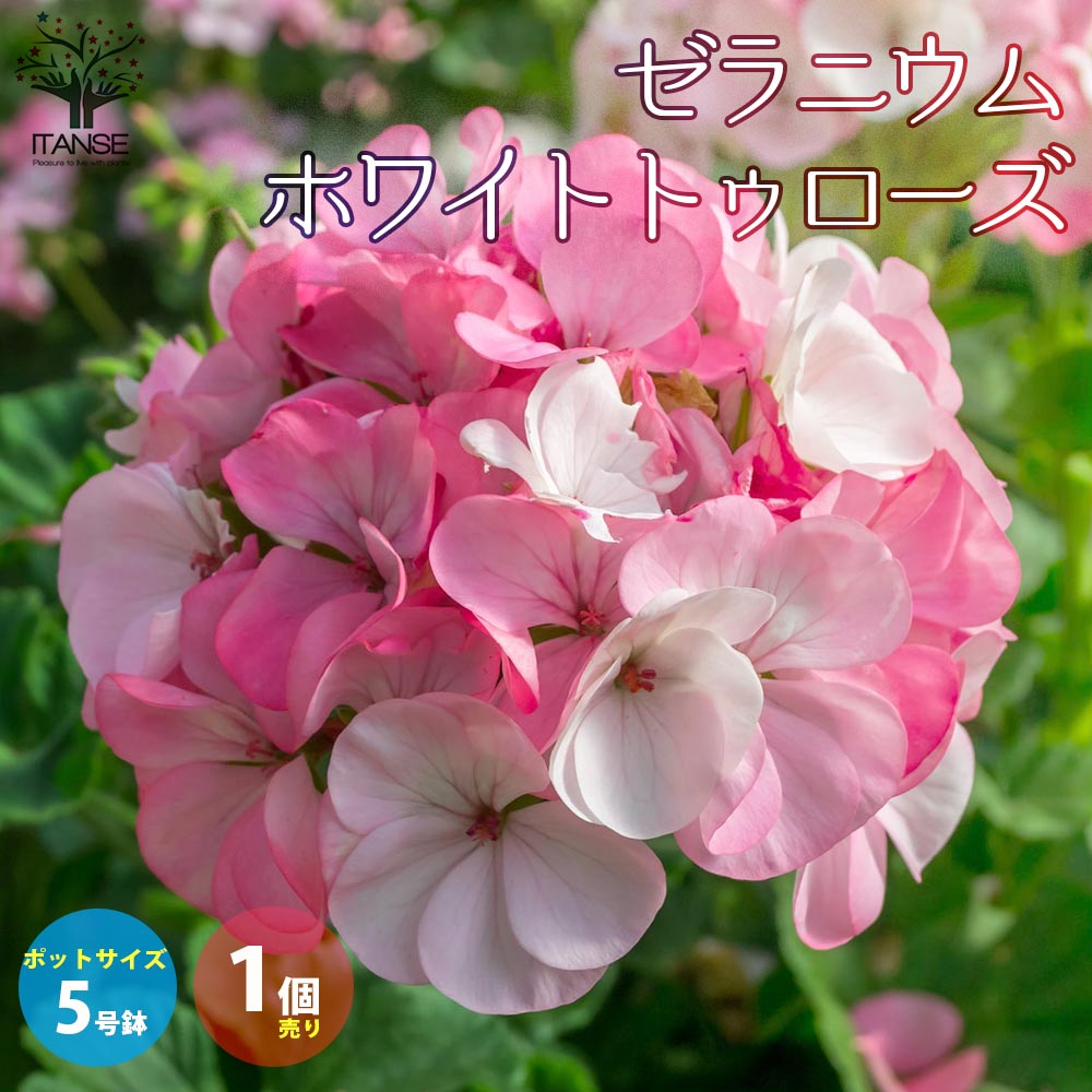 【送料無料】ゼラニウム ホワイトトゥローズ【花苗 多年草5号鉢／1個売り】花苗 花の苗 ハーブ苗 ハーブの苗 家庭菜園 ガーデニング プランター ガーデンのサムネイル