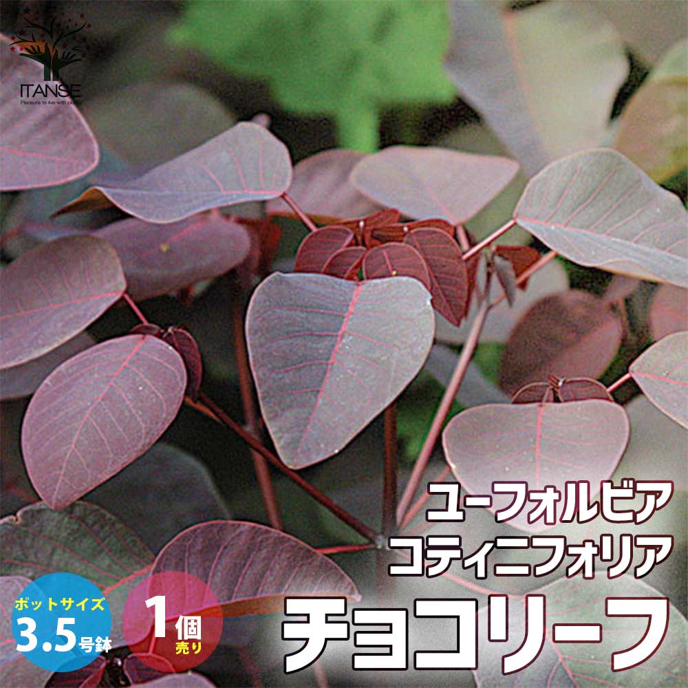 【マラソン★クーポン配布中】ユーフォルビア コティニフォリア チョコリーフ 花苗 低木 寄せ植え材料3.5号ポット 1個売り 花苗 お花 宿根草 多年草 園芸品種 カラーリーフ 苗木 花木 庭木 植木 送料無料 即納のサムネイル