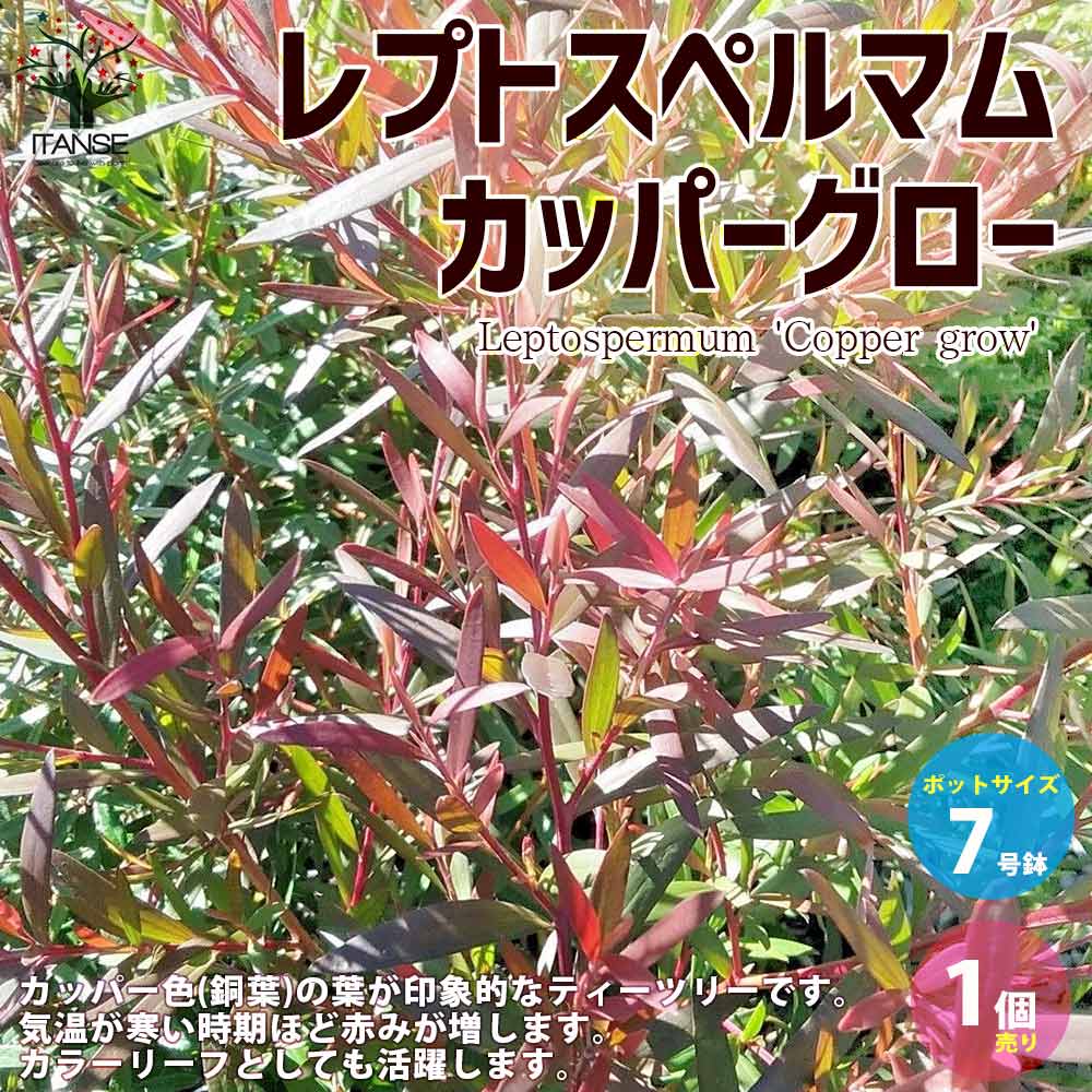 【送料無料】レプトスペルマム カッパーグロウ ( ボルケーノ ) 庭木 花木 ハーブ7号ポット大苗 1個売り カラーリーフ 園芸品種 花木 花苗 木 ガーデニング 送料無料 即納