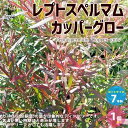 【P2倍★マラソン期間中】レプトスペルマム カッパーグロウ(ボルケーノ)【庭木 花木/ハーブ7号ポット大苗/1個売り】カラーリーフ 園芸品種 花木 花苗 木 ガ...