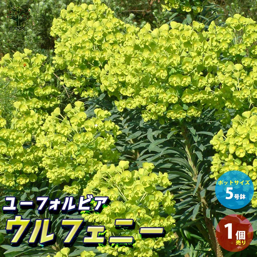 【エントリーでP10倍】ユーフォルビアウルフェニー 【花苗 5号ポット大苗／1個売り】花苗 お花 宿根草 多年草 園芸品種 カラーリーフ 苗木 花木 庭木 植木のサムネイル