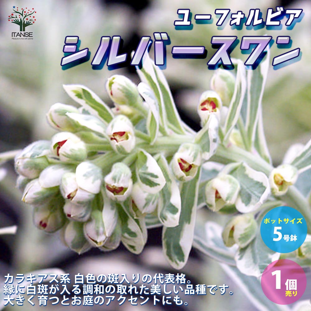 【SS期間★ポイントUP】ユーフォルビアシルバースワン【花苗 5号ポット大苗／1個売り】花苗 お花 宿根草 多年草 園芸品種 カラーリーフ 苗木 花木 庭木 植木のサムネイル