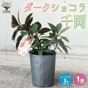 【P2倍★マラソン期間中】千両 ダークショコラ【庭木 花木 3号ポット/1個売り】 縁起木 縁起物 庭木 植木 花木 正月 インテリア
