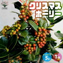 【マラソン期間★ポイント5倍】クリスマスホーリー 庭木 5号鉢 実付き大苗 1個売り 西洋ヒイラギの苗 イングリッシュホーリー苗 ヒイラギモチ クリスマス ホーリー モチノキ 送料無料 即納