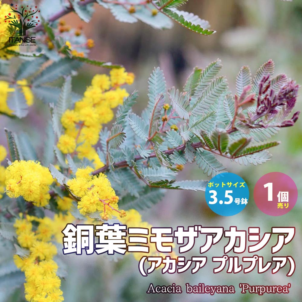 【送料無料】銅葉ミモザアカシア(アカシア プルプレア) 【庭木 花木3.5号ポット苗／1個売り】ミモザアカシア 銅葉アカシア ハナアカシア ミモザ 花木 花木苗 花苗 花の苗 グランドカバーのサムネイル