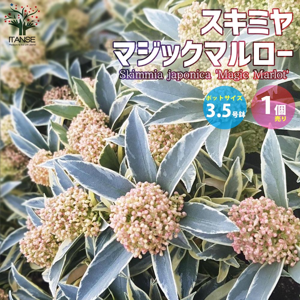 【送料無料】スキミヤマジックマルロー【花苗 3.5号ポット苗／1個売り】ドワーフ スキミア ルベラ ミヤマシキミ シキミ 常緑低木 ドライフラワー カラーリーフ 園芸品種 PVPのサムネイル