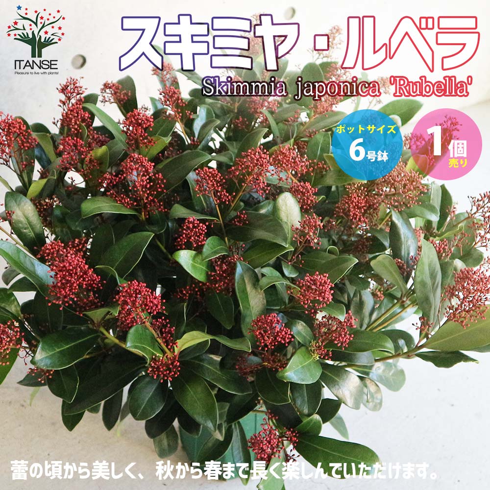 【送料無料】スキミヤルベラ【花苗 6号鉢特大苗／1個売り】ドワーフ スキミア ルベラ ミヤマシキミ シキミ 常緑低木 ドライフラワー カラーリーフ 園芸品種 PVPのサムネイル