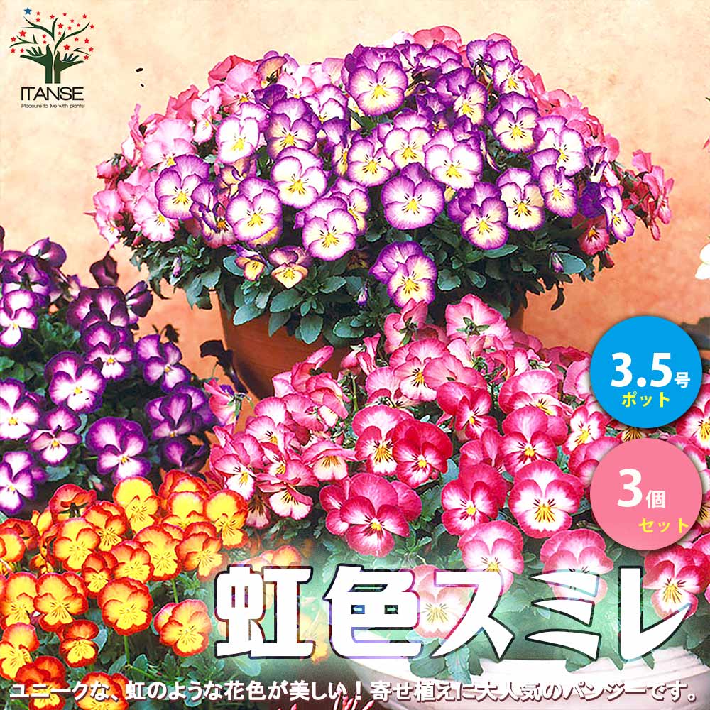 【10％OFFクーポン配布中】スミレ 虹色スミレ【花苗 3.5号ポット苗/色ミックス見計らい(花色：2色～3色)／お買い得3個セット】菫 すみれの花 パンジー パンジーの花苗 中小輪 コラボ 花のサムネイル