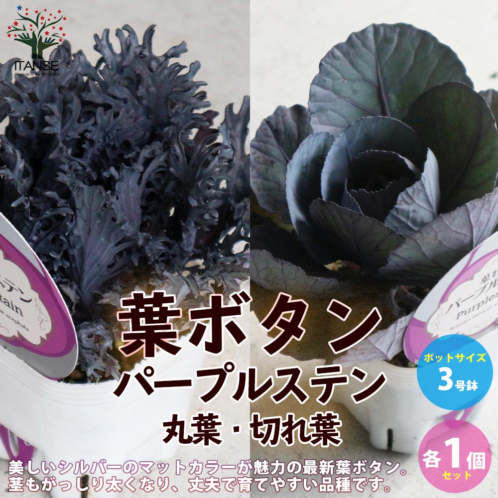 【送料無料】葉ボタンパープルステン切れ葉 ( 神戸ジェンヌ ) 花苗 3号ポット苗 お買い得2個セット ハボタンの苗 葉牡丹 葉ボタン 葉ボタンの苗 添え物 お正月 ガーデニング 送料無料 即納