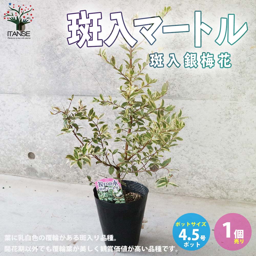Rakuten - 【送料無料】斑入マートル ( 斑入銀梅花 ) 庭木 花木 常緑低木苗4.5号ポット苗 1個売り Myrtus ギンバイカ ギンコウバイ 銀香梅 銀梅花 オーナメンタルプランツ 送料無料 即納