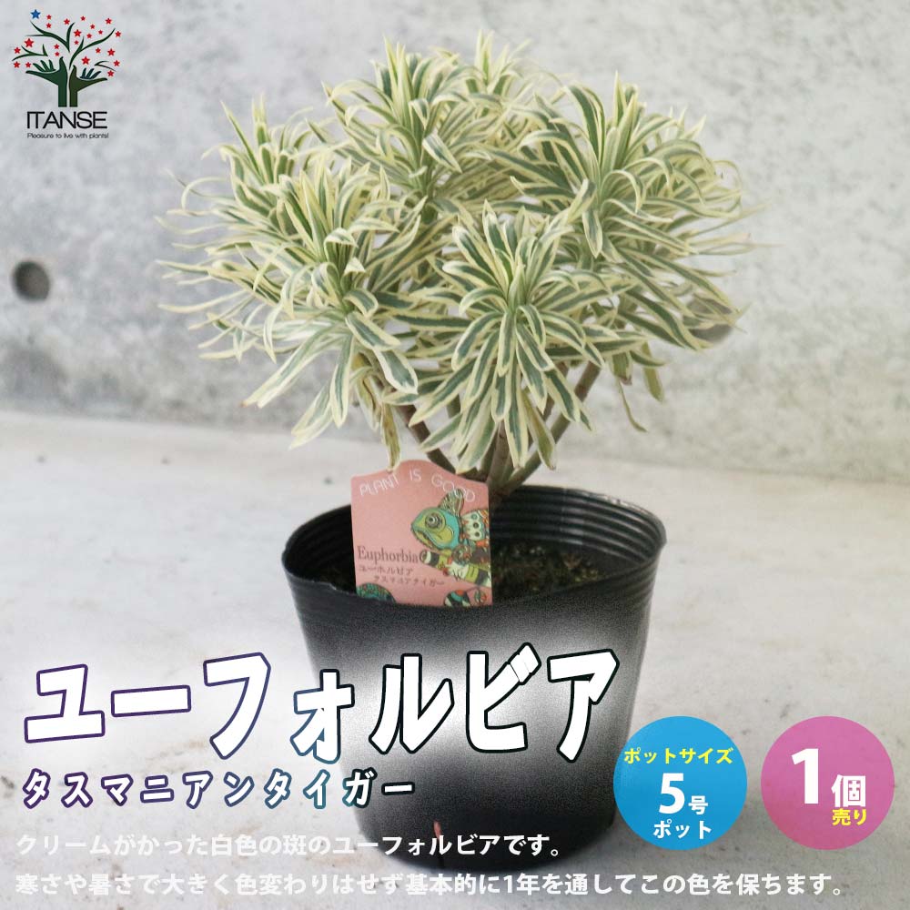 【送料無料】ユーフォルビアタスマニアンタイガー【花苗 5号黒ポット／1個売り】花苗 お花 宿根草 多年草 園芸品種 カラーリーフ 苗木 花木 庭木 植木のサムネイル