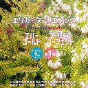 【マラソン期間★ポイント5倍】エリカ ダーリエンシス エバーゴールド ゴールデンパーフェクト各1種 花苗 9cmポット苗 お買い得2個セット ダーレンシス ダー...