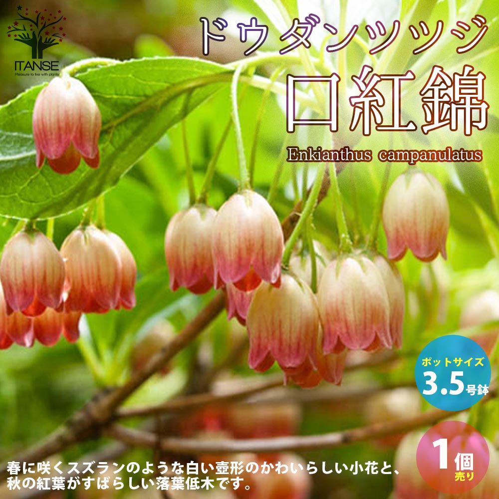 【SS期間★ポイントUP】ドウダンツツジ口紅錦【庭木 花木 3.5号／1個売り】口紅錦 ドウダンツツジ 口紅更紗 ドウダン 口紅サラサドウダン 珍しい花木 丈夫 低木 落葉低木のサムネイル