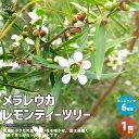 【P2倍★マラソン期間中】メラレウカ・レモンティーツリー【庭木 庭園樹木・ハーブ6号/1個売り】ティーツリー 丈夫 低木 常緑低木 常緑高木 お花 多年草 キャ...