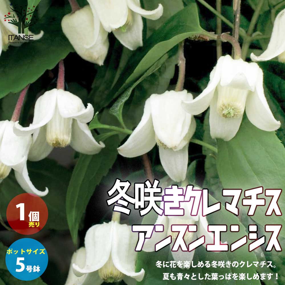 【マラソン中★ポイントUP】冬咲きクレマチス・アンスンエンシス【花苗 庭園樹木・つる性多年草5号鉢／1個売り】グリーンカーテン お花 宿根草 多年草 園芸品種 寄植え 寄せ植え カラーリーフ