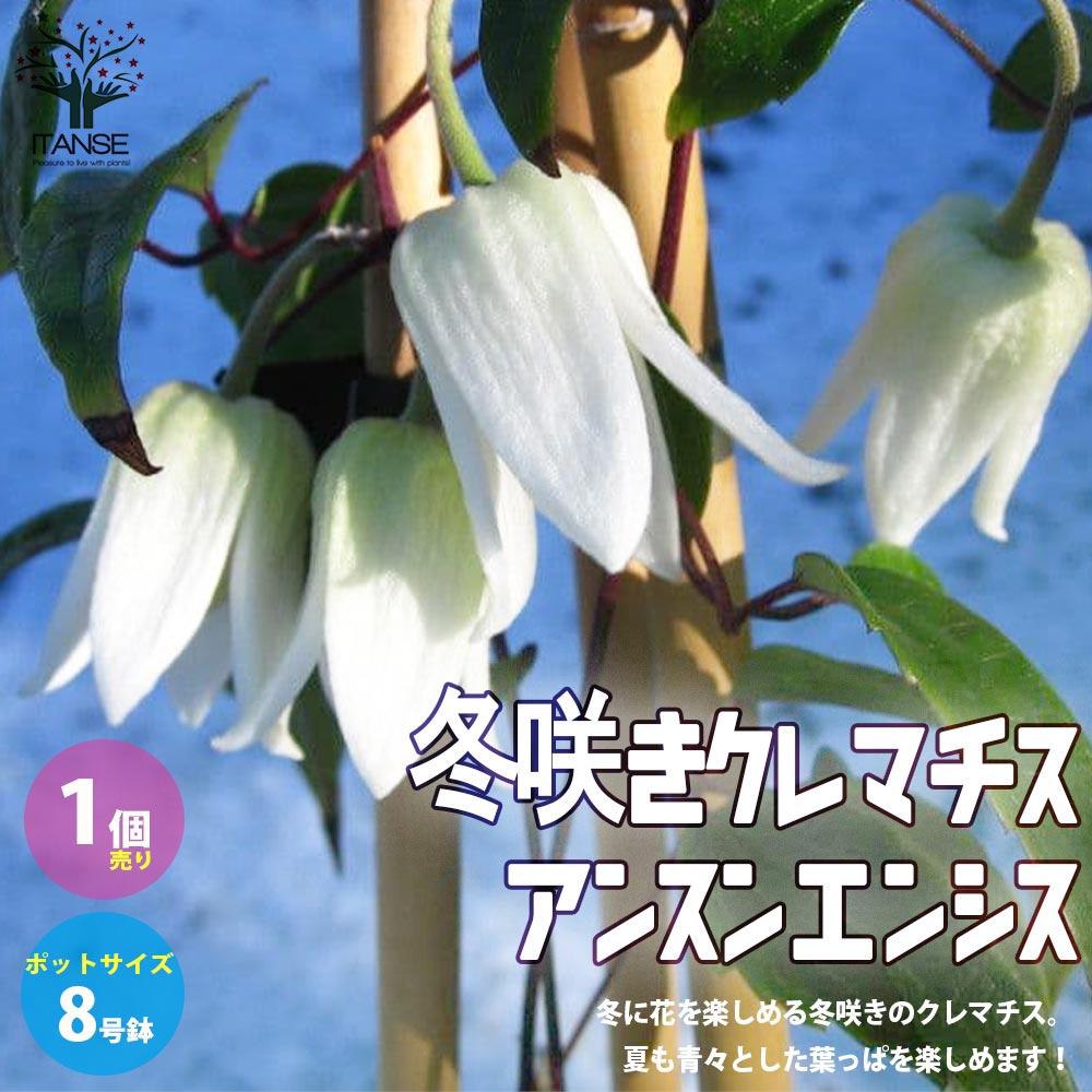 【送料無料】冬咲きクレマチス・アンスンエンシス【花苗 庭園樹木・つる性多年草8号鉢大苗／1個売り】グリーンカーテン お花 宿根草 多年草 園芸品種 寄植え 寄せ植え カラーリーフ