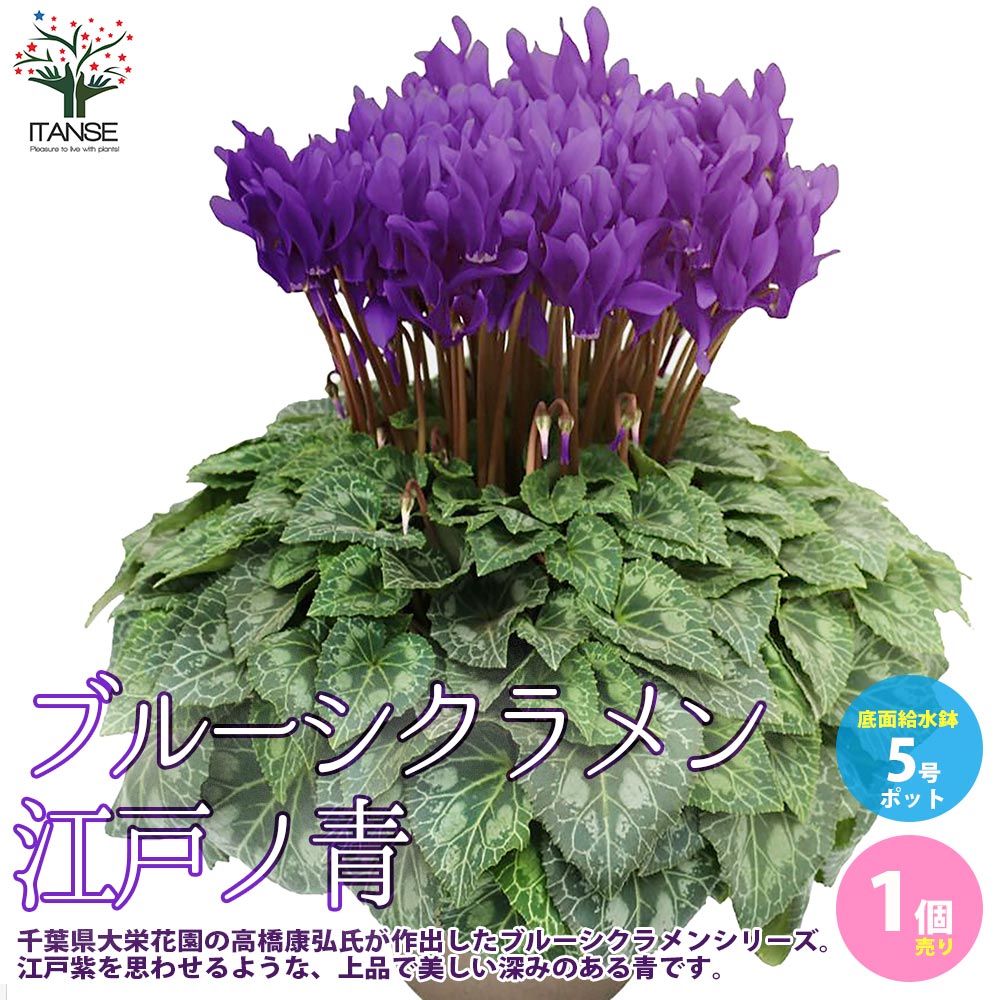 【送料無料】ブルーシクラメン江戸ノ青 ( えどのあお ) 花苗 5号底面給水鉢 開花株 1個売り シクラメン..