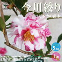 ITANSE サザンカ 今川絞り 花苗 5号 1個売り さざんか 山茶花 園芸品種 寄植え 寄せ植え カラーリーフ 苗木 花木 庭木 植木 盆栽 送料無料 即納