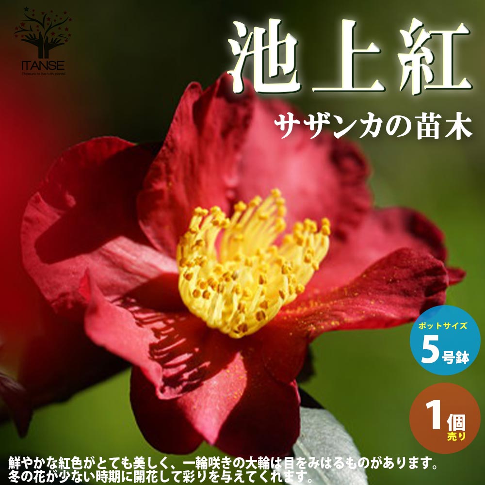 【マラソン中★ポイントUP】サザンカ池上紅【花苗 5号／1個売り】さざんか 山茶花 園芸品種 寄植え 寄せ植え カラーリーフ 苗木 花木 庭木 植木 盆栽