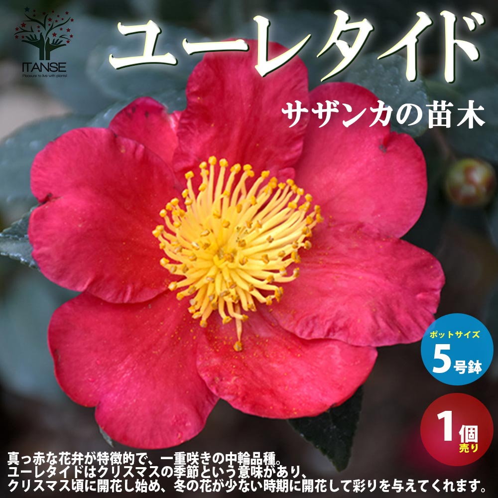 【送料無料】サザンカユーレタイド【花苗 5号／1個売り】さざんか 山茶花 園芸品種 寄植え 寄せ植え カラーリーフ 苗木 花木 庭木 植木 盆栽