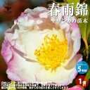 ITANSE サザンカ春雨錦 花苗 5号 1個売り さざんか 山茶花 園芸品種 寄植え 寄せ植え カラーリーフ 苗木 花木 庭木 植木 盆栽 送料無料 即納