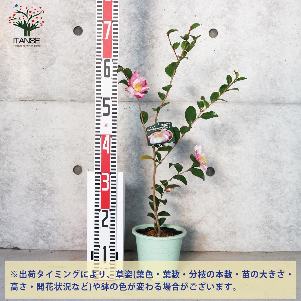 【送料無料】サザンカ春雨錦 花苗 5号 1個売り さざんか 山茶花 園芸品種 寄植え ...