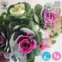 【送料無料】葉ボタン踊り葉牡丹 お江戸小町 花苗 6号鉢大苗 1個売り ハボタンの苗 葉牡丹 葉ボタン 葉ボタンの苗 添え物 お正月 ガーデニング 送料無料 即...